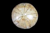 Lot: Small, Polished, Jurassic Sand Dollars - Pieces #82397-3